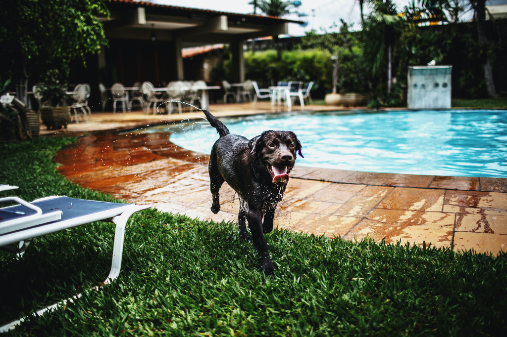 Spa para Perros Madrid