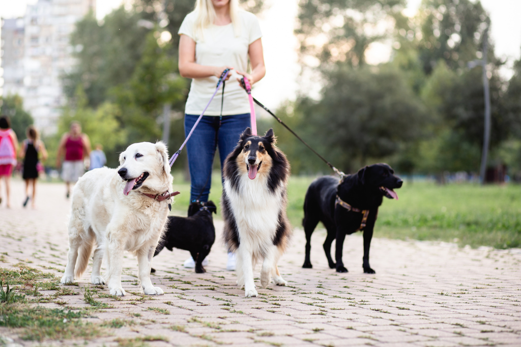 Paseador de Perros Madrid