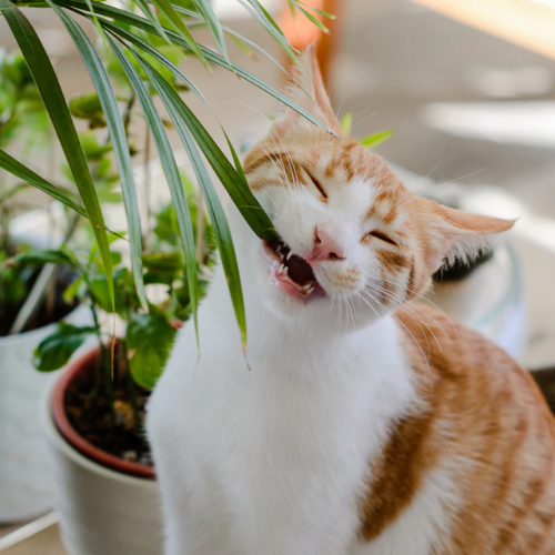 Plantas tóxicas para gatos