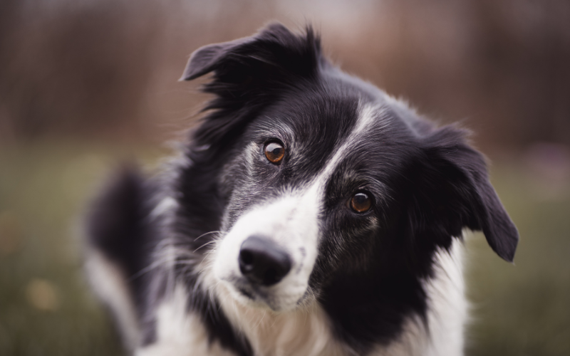 Border collies