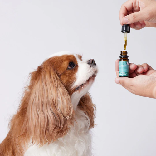 PETBIDIOL ACEITE DE CBD PERRO PEQUEÑO CANDID TAILS