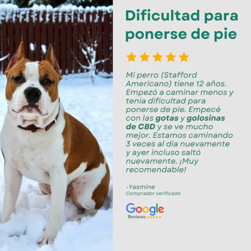 PETBIDIOL ACEITE DE CBD PERRO GRANDE CANDID TAILS