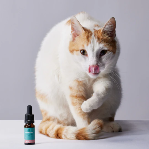 PETBIDIOL ACEITE DE CBD PARA GATOS CANDID TAILS