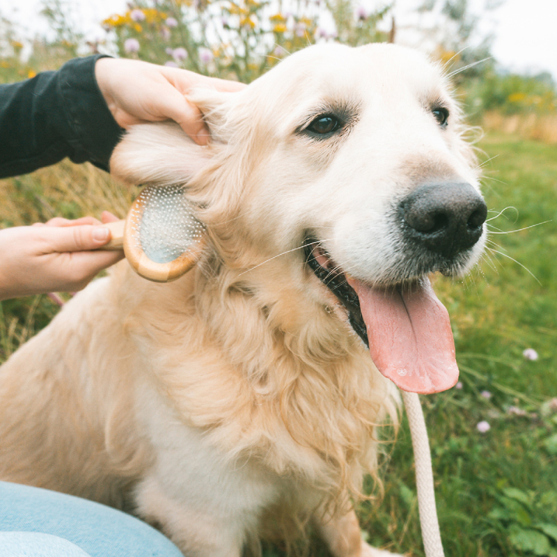 CARDA MASAJE PERROS BAMBÚ ECOLÓGICO DUVO