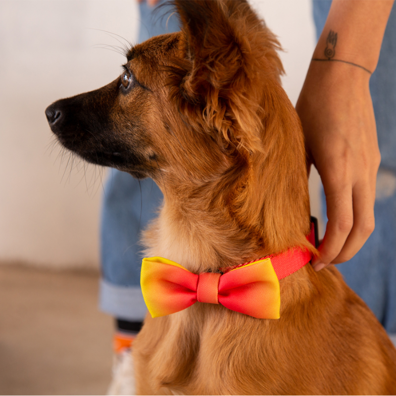 PAJARITA PARA PERROS CITRUS ZEE.DOG