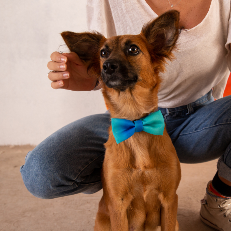 PAJARITA PARA PERROS TIDE ZEE.DOG