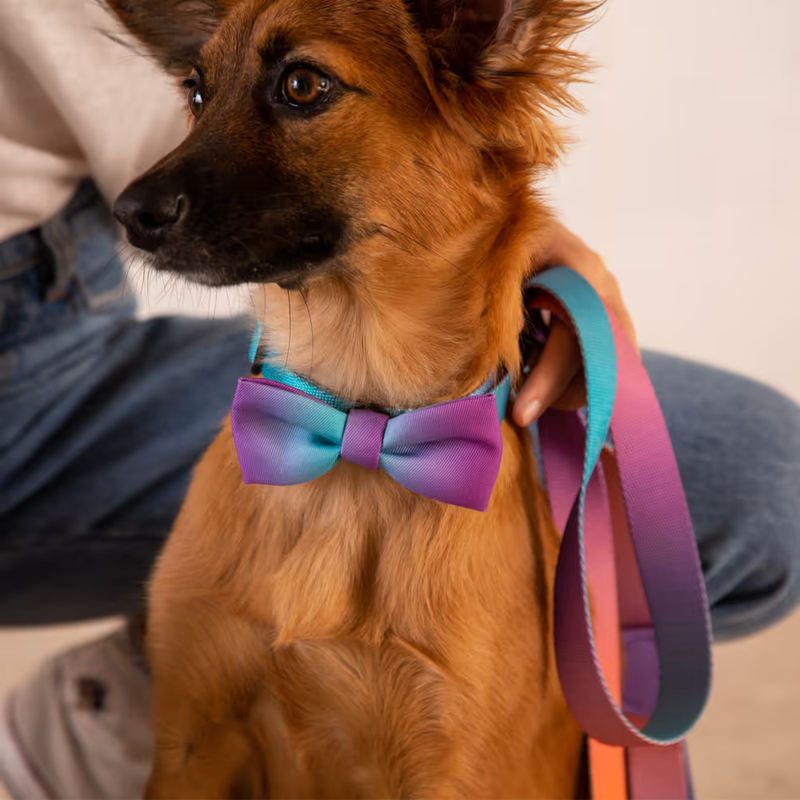 PAJARITA PARA PERROS WAVE ZEE.DOG