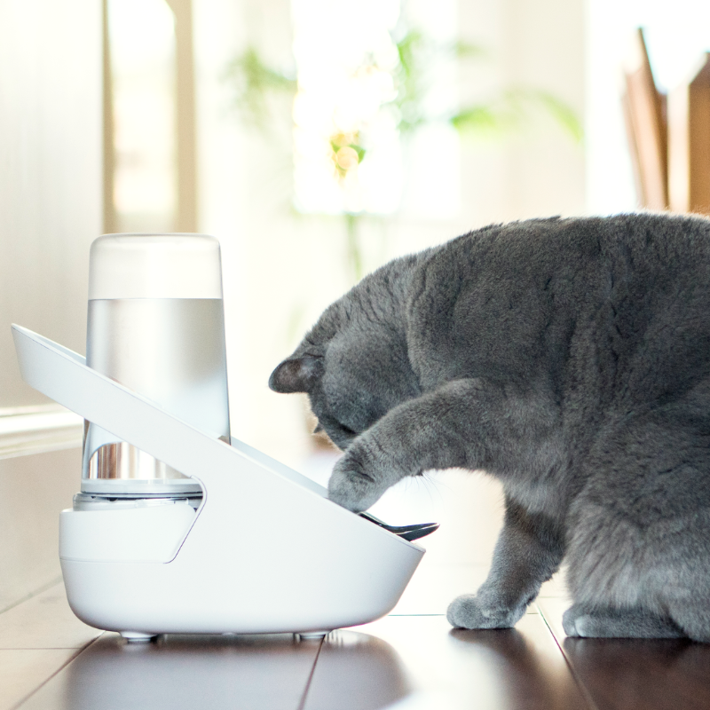 SURE PETCARE BEBEDERO INTELIGENTE PARA GATOS FELAQUA CONNECT