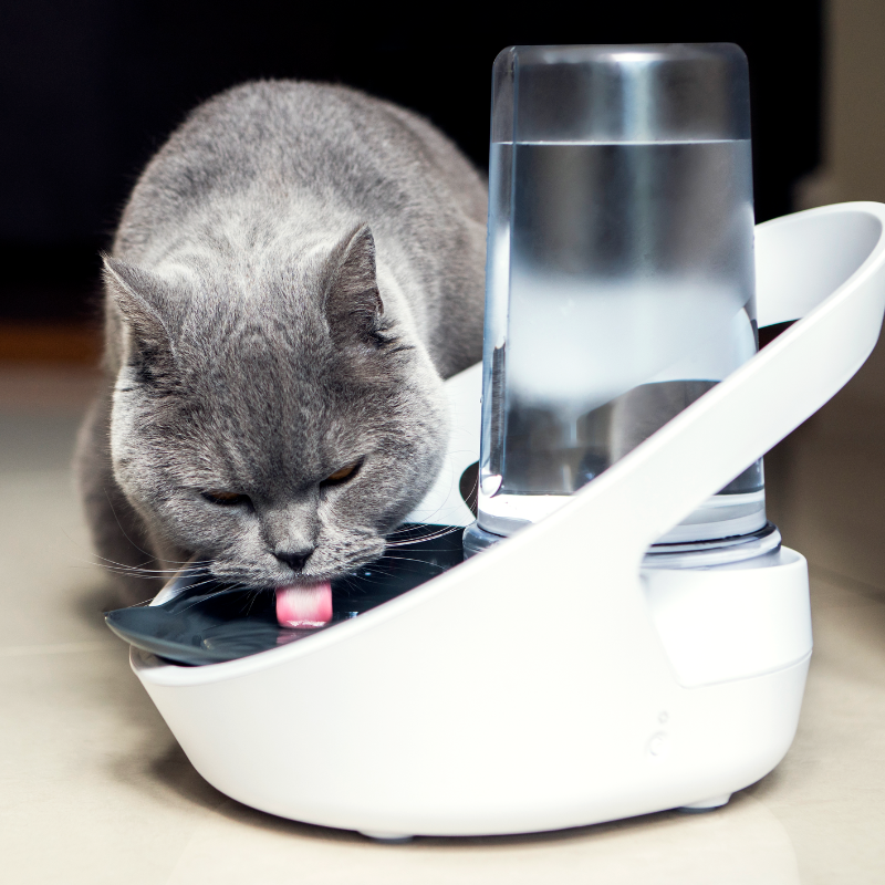 SURE PETCARE BEBEDERO INTELIGENTE PARA GATOS FELAQUA CONNECT
