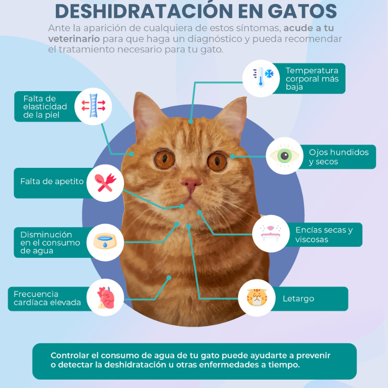 SURE PETCARE BEBEDERO INTELIGENTE PARA GATOS FELAQUA CONNECT