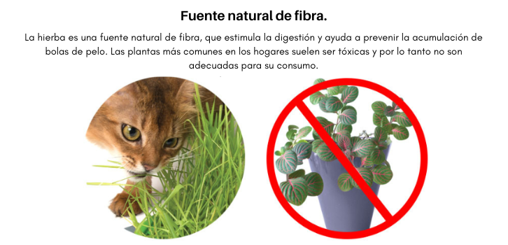 GERMINADOR HIERBA GATERA CATIT SENSES 2.0