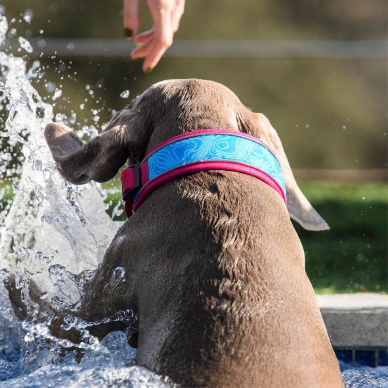 PACK COLLAR Y RAMAL COOL PRO TECH FUCSIA FREEDOG