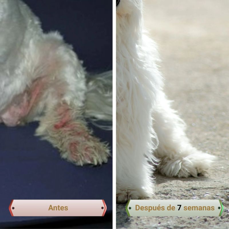PICORFIX PERROS 90 CHEWS