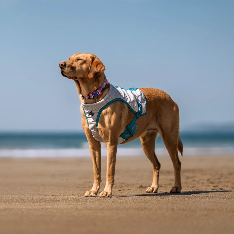 NON STOP DOGWEAR CHALECO REFRESCANTE PERROS