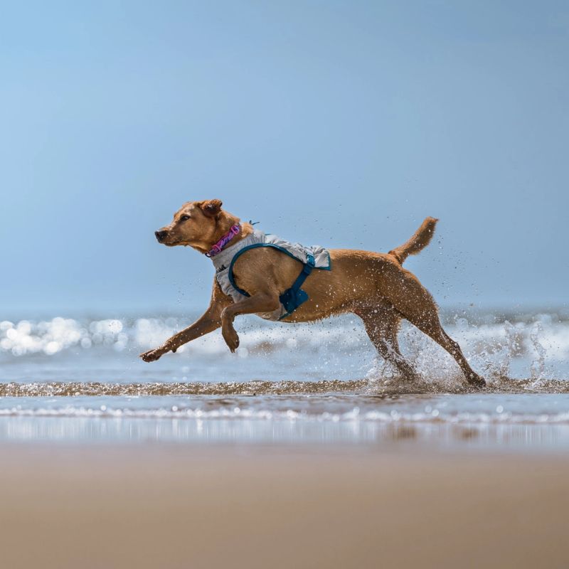 NON STOP DOGWEAR CHALECO REFRESCANTE PERROS