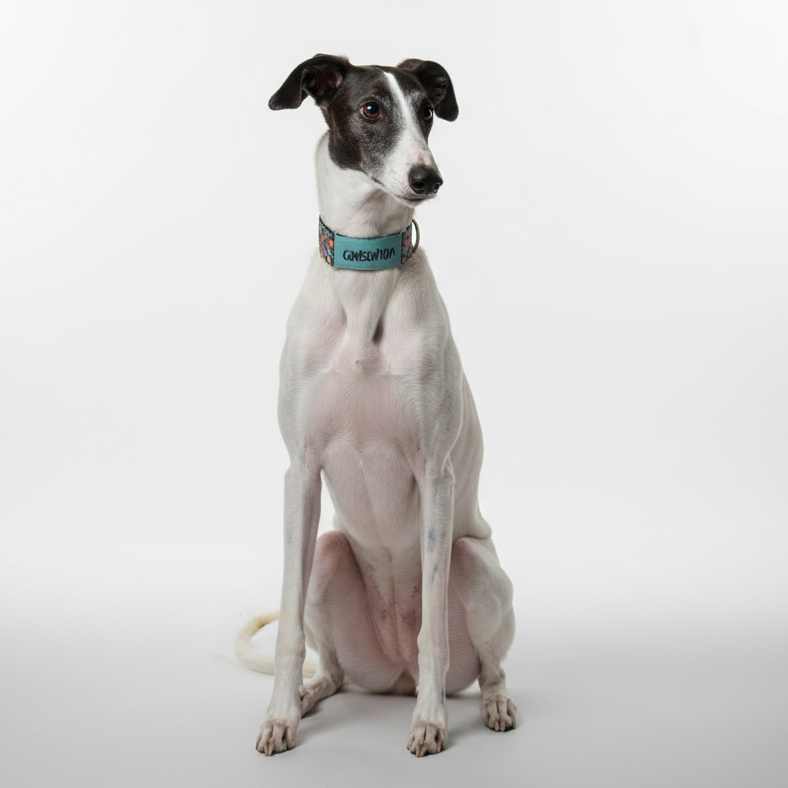COLLAR MARTINGALE GALGOS ANTIESCAPE CONSENTIDA